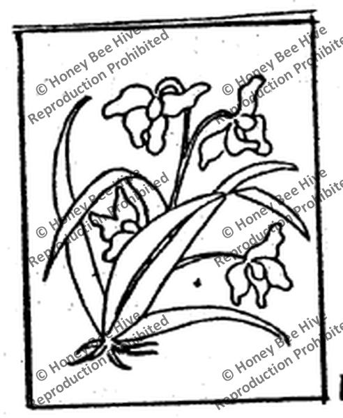 P519: Orchids, Offered by Honey Bee Hive