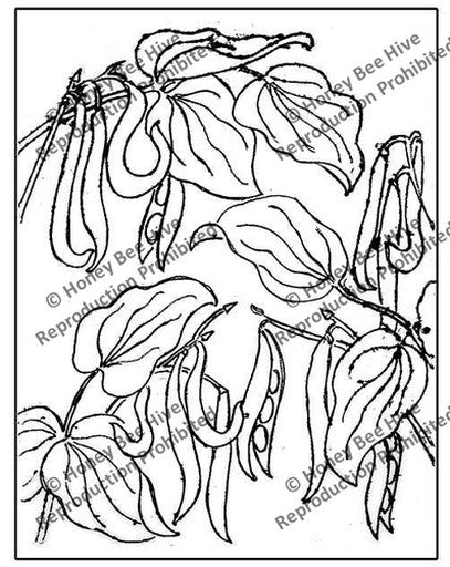 P525: Beans, Offered by Honey Bee Hive
