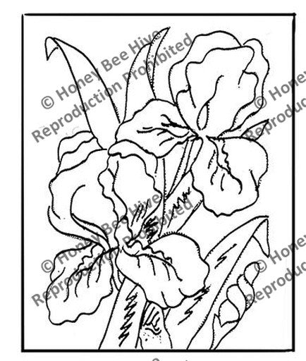 P611: Iris, Offered by Honey Bee Hive