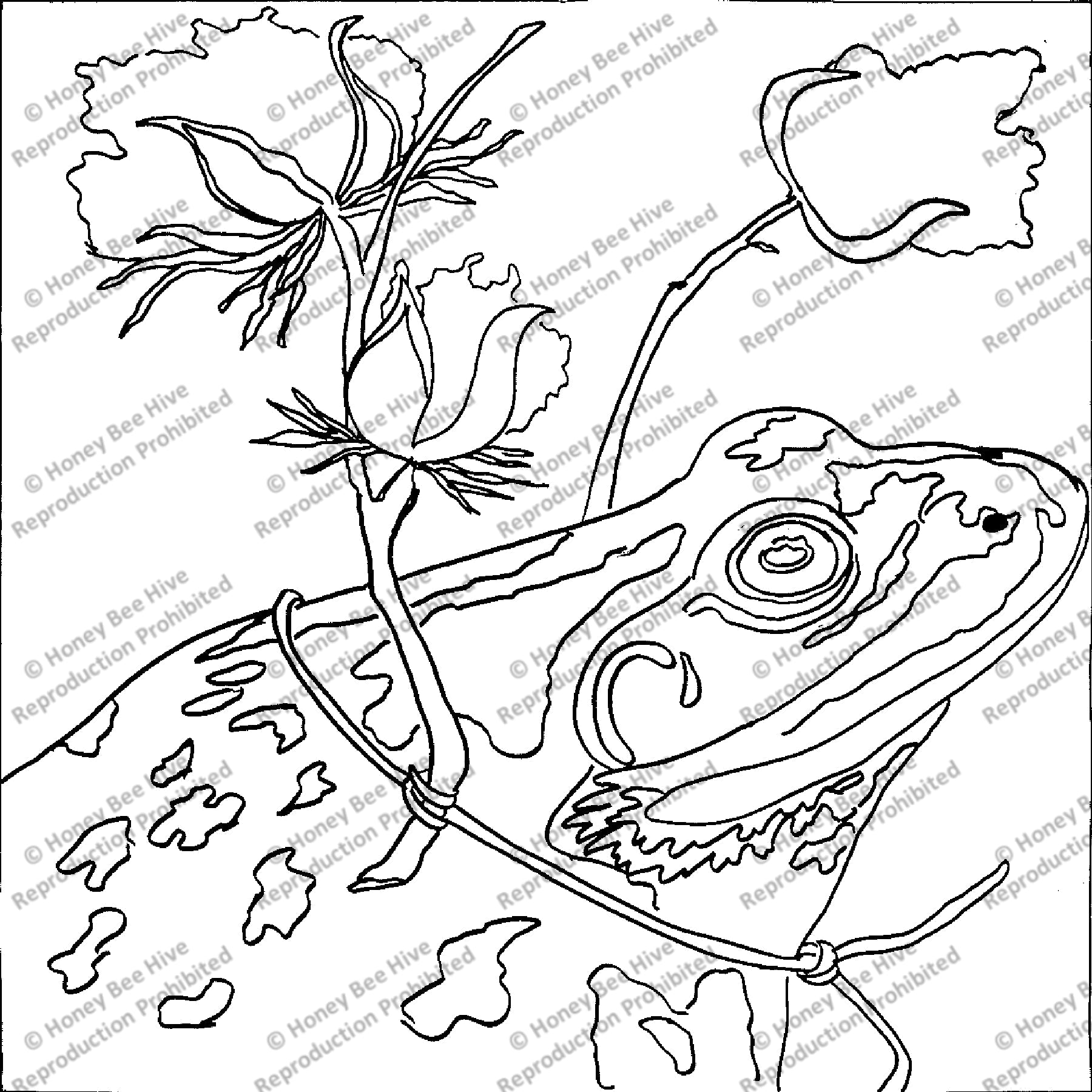 Southern Bull Frog, rug hooking pattern