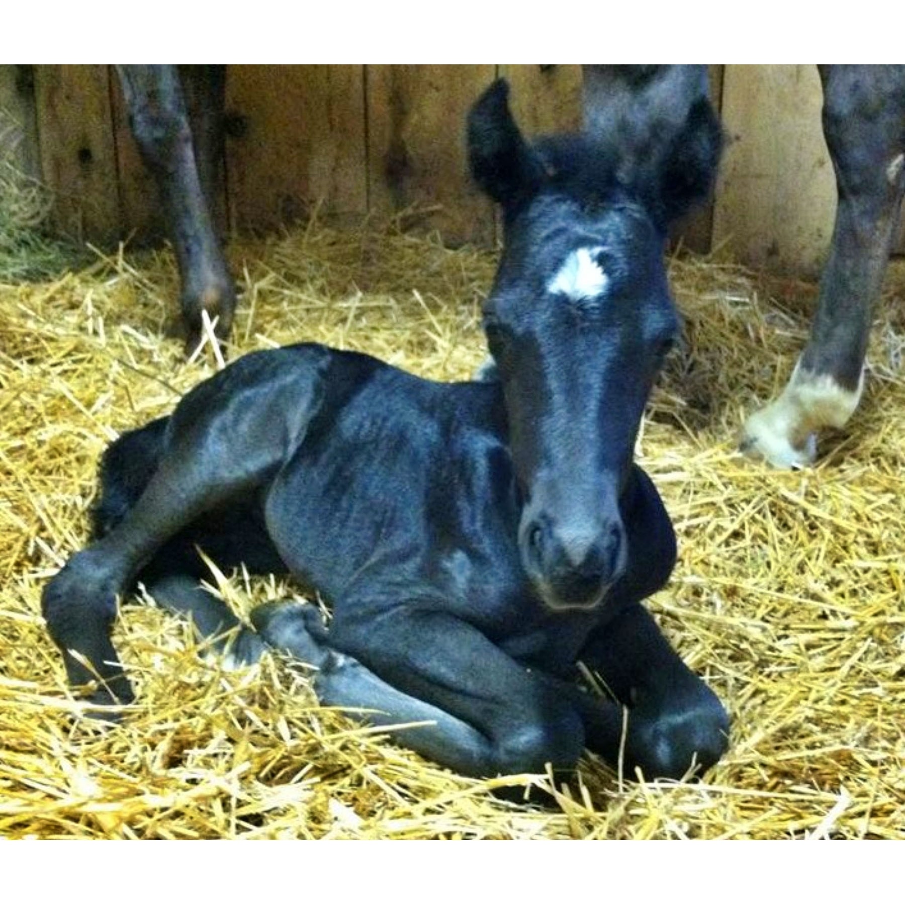 Luna our Latest Foal, rug hooking pattern