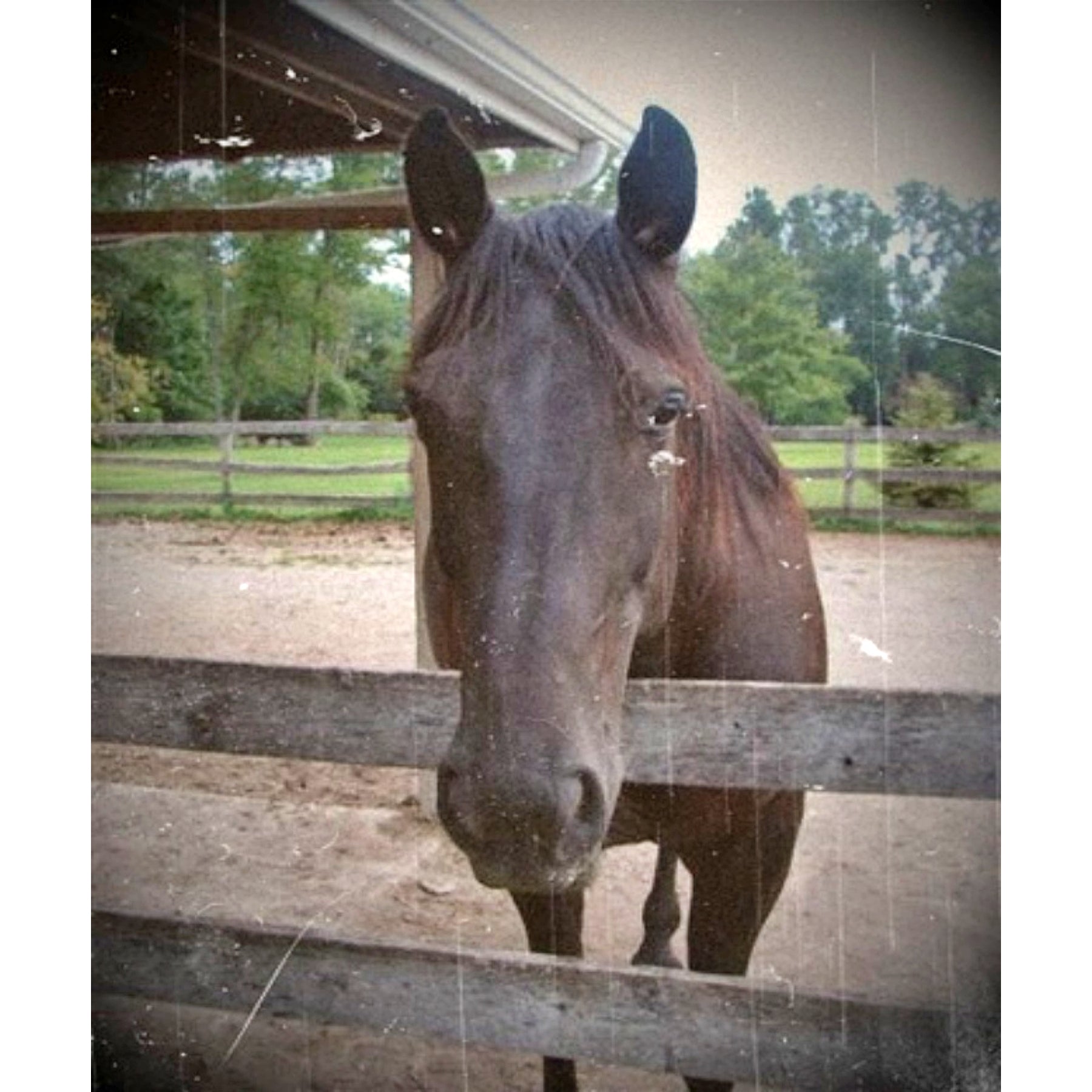 Horse Hello, rug hooking pattern