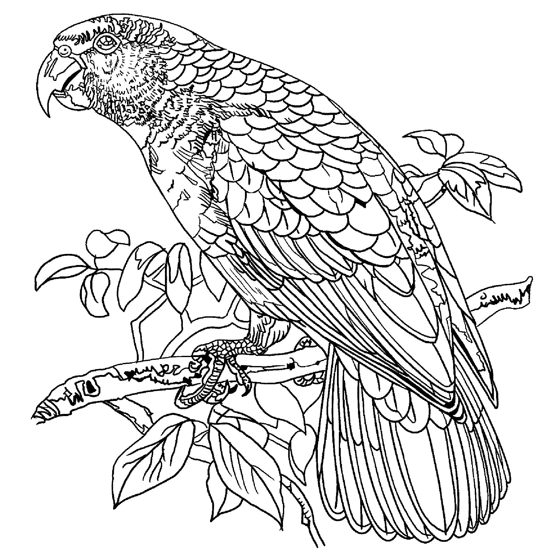 Festive Amazon Parrot, rug hooking pattern