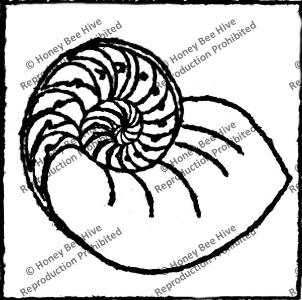 P506: Chambered Nautilus, Offered by Honey Bee Hive